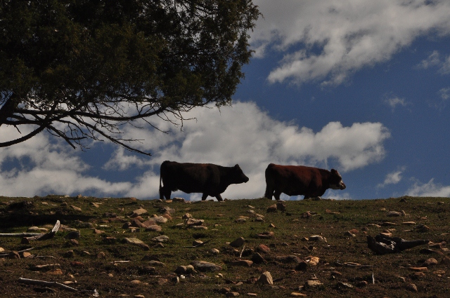 cows on Echo Basin Rd